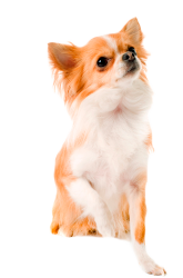chihuaua cabeza de ciervo