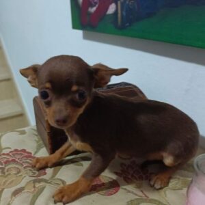 chihuauha 3