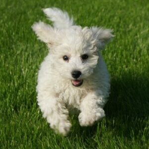 cria bichon maltes