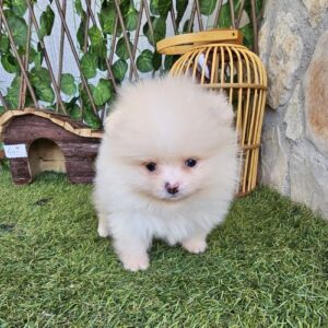 cria de Pomerania toy