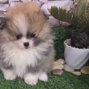 cría de pomerania
