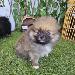 cria lulu de pomerania