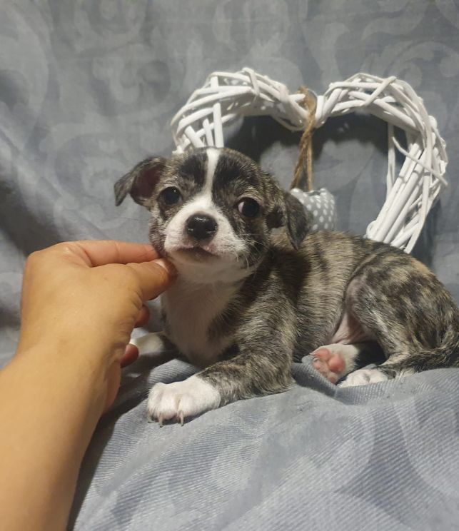 criadero chihuahua precio