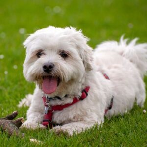 criadero de bichon maltes toy