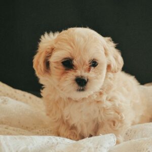 criadero de maltipoo
