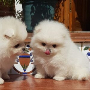 criadero de perro pomerania