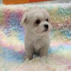 criadero de perros bichon maltes