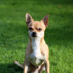 criadero de perros chihuahua