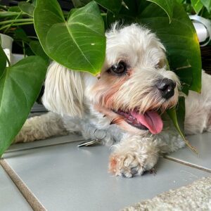 criadero de perros maltipoo