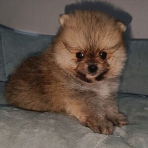 criadero de perros pomerania