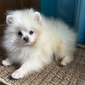 criadero de pomerania toy