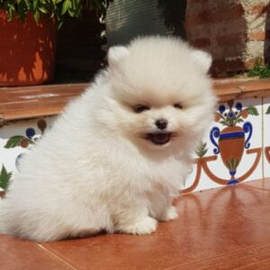criadero lulu de pomerania