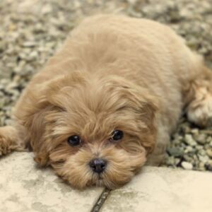 criadero maltipoo toy