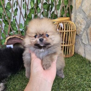 criadero pomerania toy