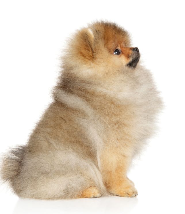 criadero pomerania
