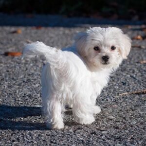 criaderos bichon maltes toy