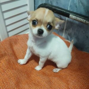 criaderos chihuahua