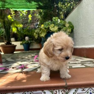 criaderos de maltipoo