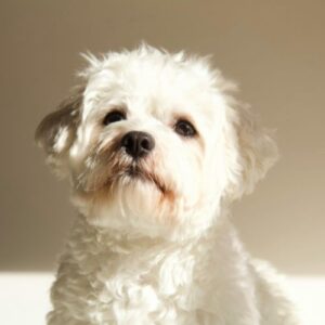 criaderos de perros bichon maltes