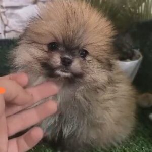 criador Pomerania