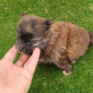 criador Pomerania toy