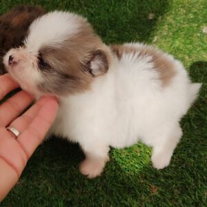 criador Pomeranias