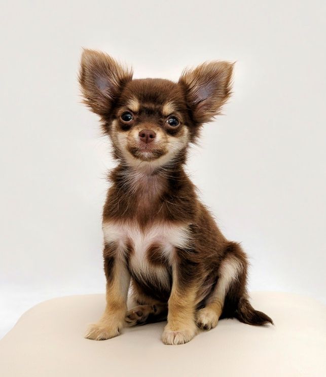 criador chihuahua