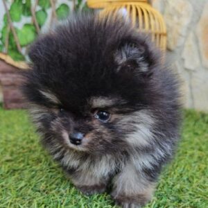 criador de Pomerania