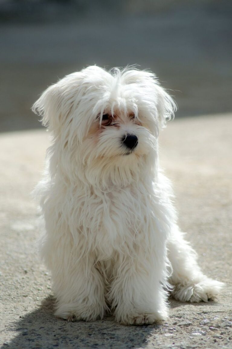 criador de bichon maltes