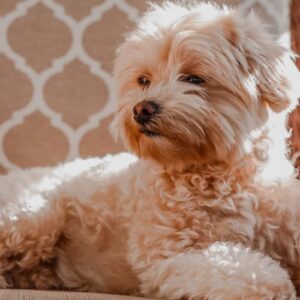 criador maltipoo