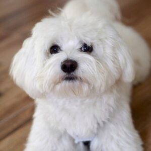 criadores bichon maltes toy