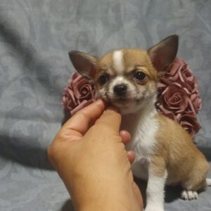 criadores de chihuahua