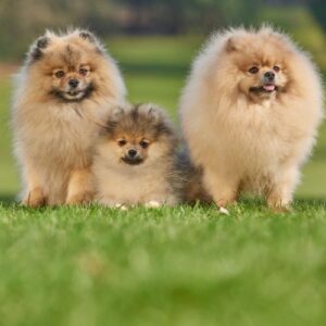 lulu de Pomerania