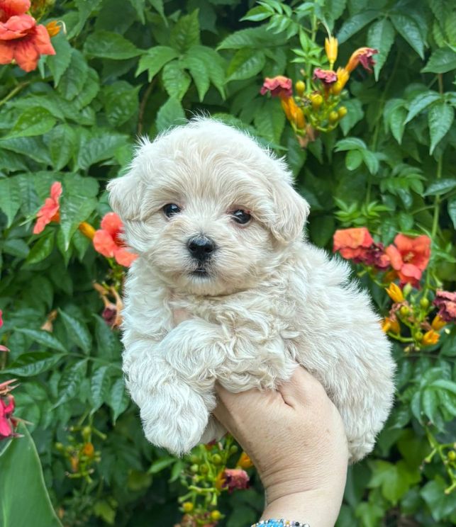 maltipoo cachorro