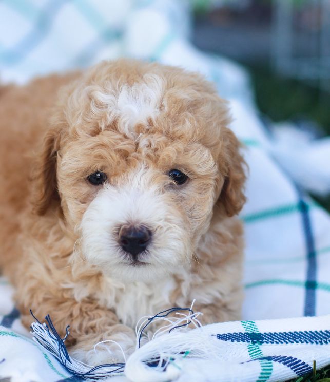 maltipoo criadero precio-