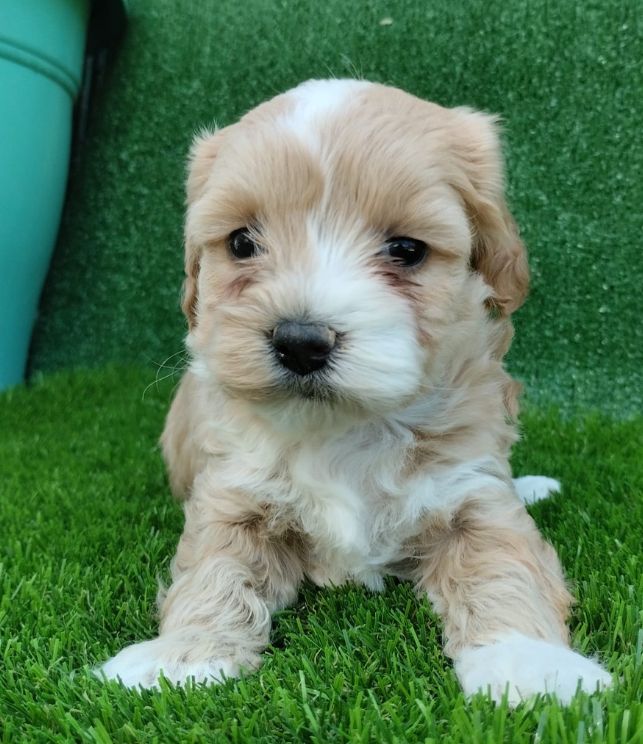 maltipoo puppie