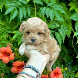 criadero de perros maltipoo teacup