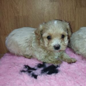 maltipoo toy criadero