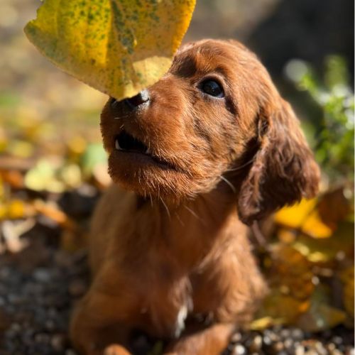 setter irlandes