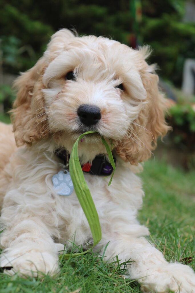 cachorros cockapoo