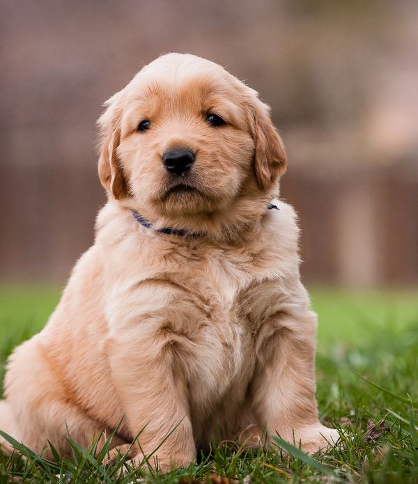 Criadero Golden Retriever