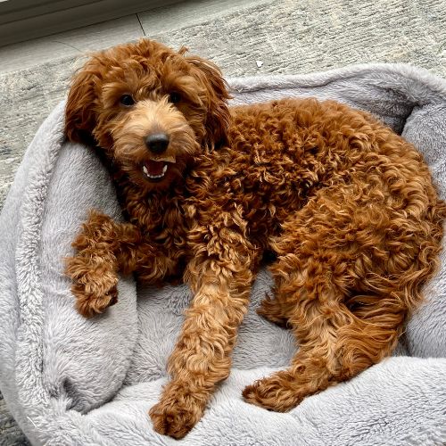 cachorros goldendoodle