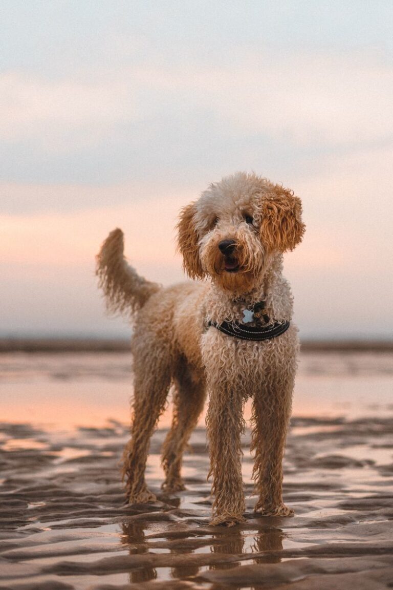 cachorros labradoodle