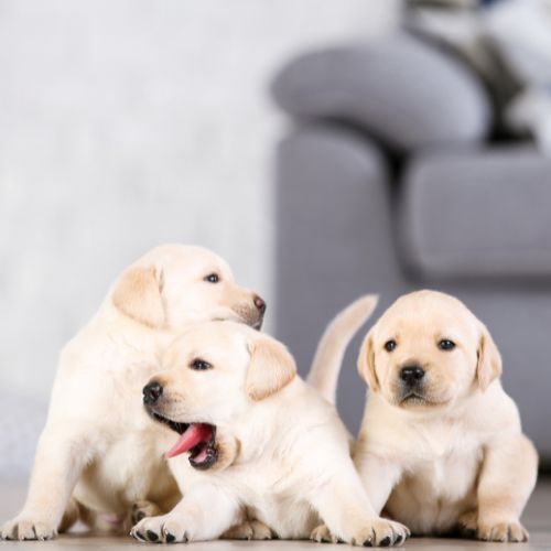 cachorros labrador