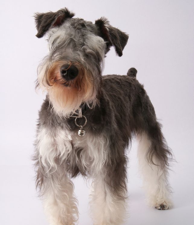 cachorros schnauzer