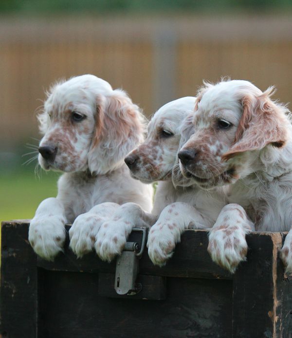 cachorros setter irlandes
