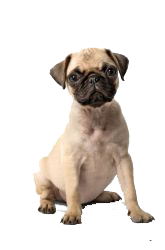 carlino miniatura