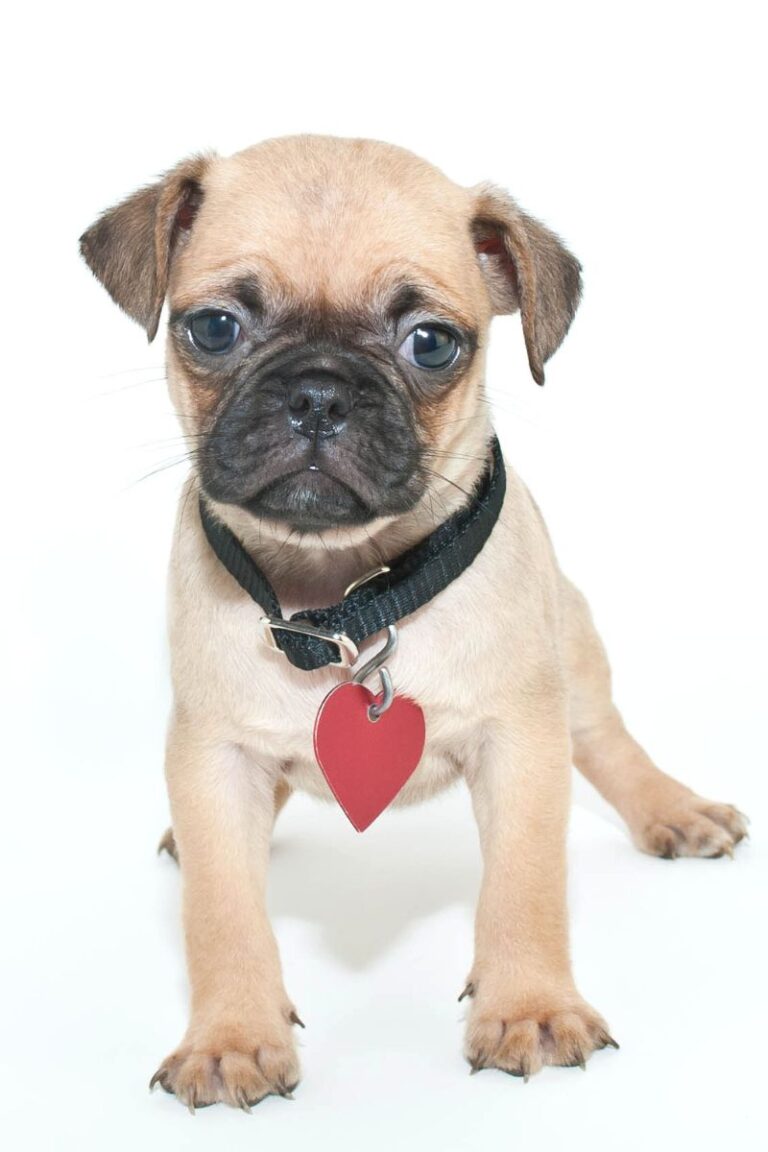 carlino precio