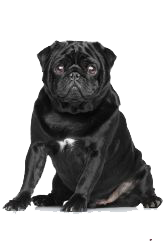 carlino standar