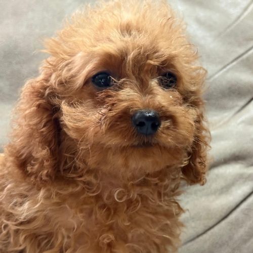 cavapoo 5